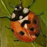 Lady Bug Mini P..