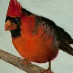 Snow Bird, Cardinal, Fine A..
