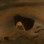 Animal Art, Prairie Dog, Br..