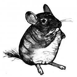 Chinchilla Art Print Black and White Animal Ink Drawing Series  