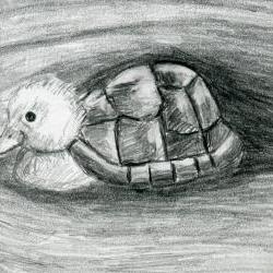 Turtle Duck Pencil Drawing Black and White Print - Hybrid Animals Series