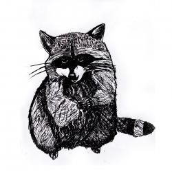 Raccoon Print Black and White Animal Ink Drawing Series  