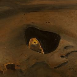 Animal Art, Prairie Dog, Brown Landscape Original Painting