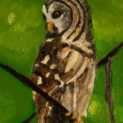 Summer Tree Owl Painting - Original Art - Daily Paintings